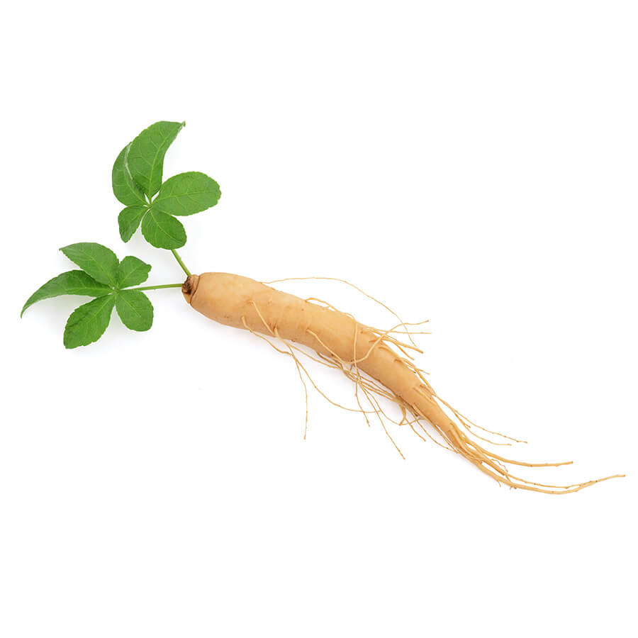 A root of ginseng