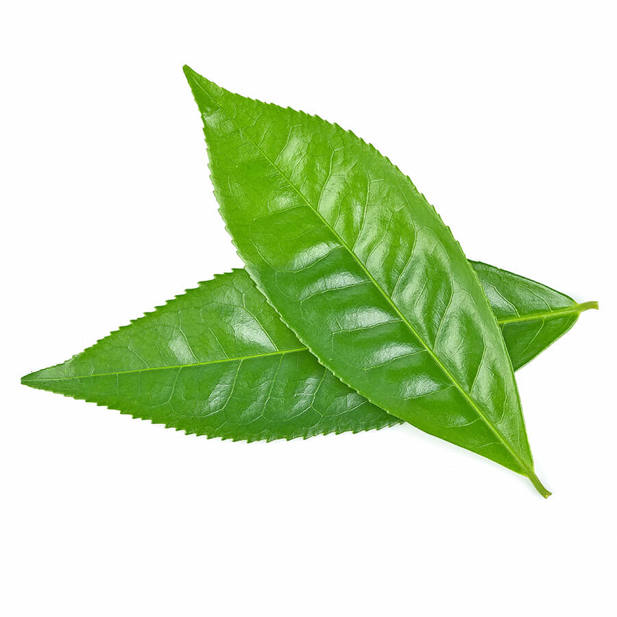 Two leaves of green tea