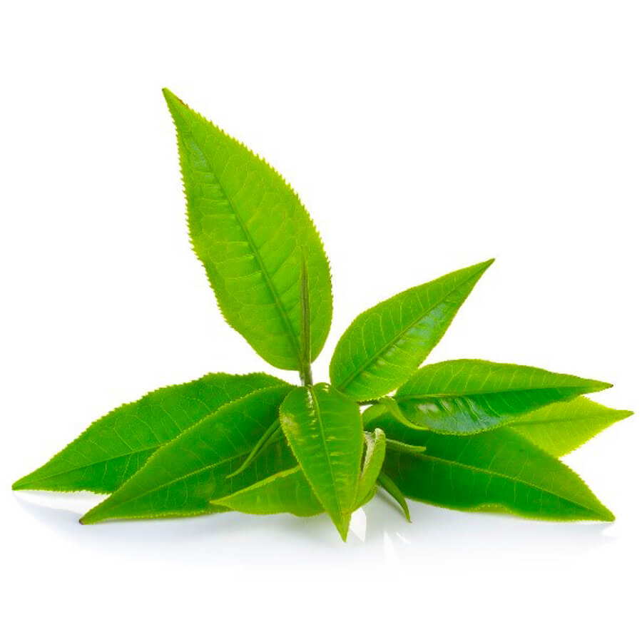 A collection of tea tree leaves