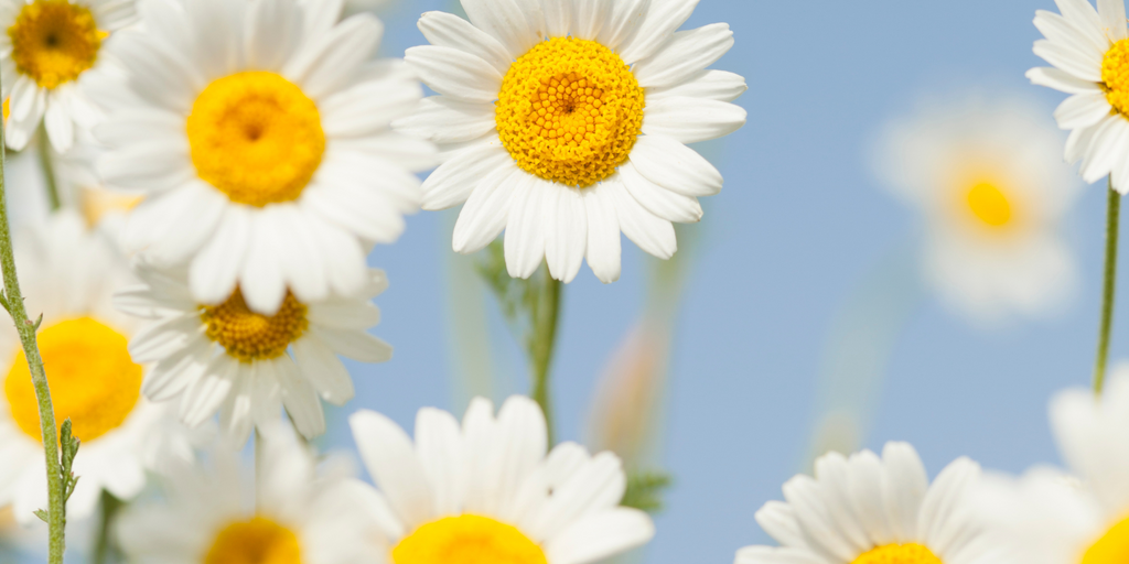 The Soothing Power of Chamomile: Benefits for Your Skin