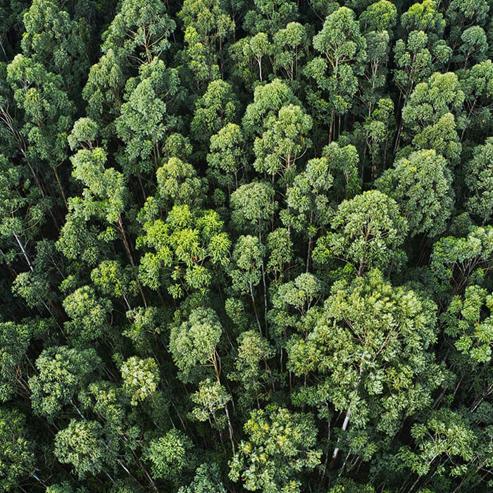 A forest of trees photographed from above.
