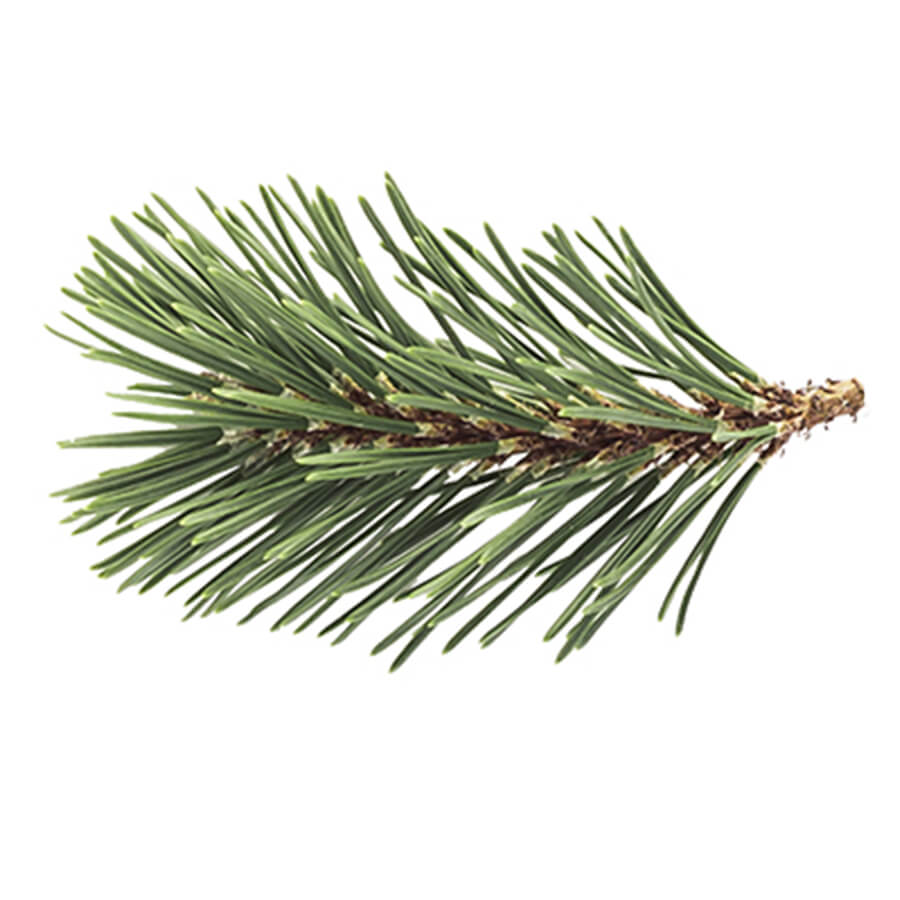 A sprig of Pine
