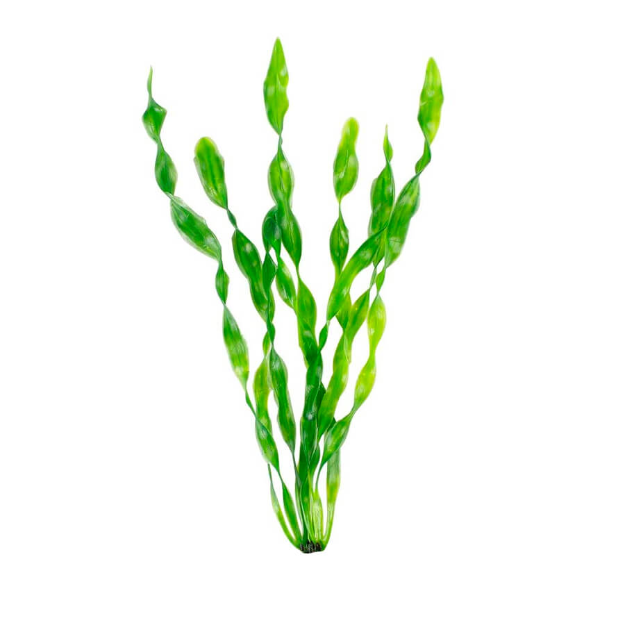 Ocean retinol from seaweed kelp complex